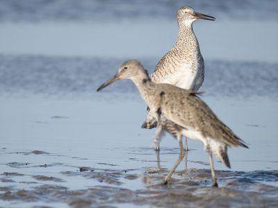 eastern willet BRD0746.JPG