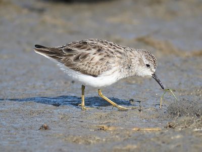 least sandpiper BRD0807.JPG