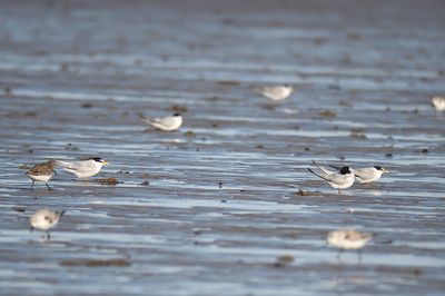 least tern BRD0734.JPG