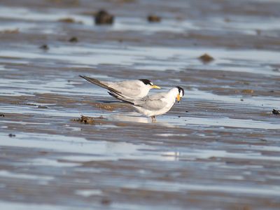 least tern BRD0735.JPG