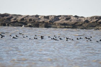 lesser scaup BRD0727.JPG