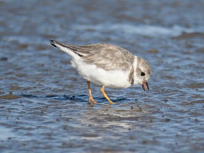 piping plover BRD0773.JPG