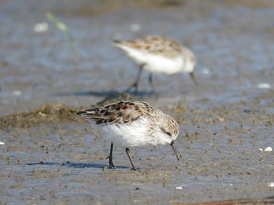 western sandpiper BRD0784.JPG