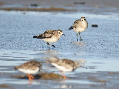 golden plover BRD0721.JPG