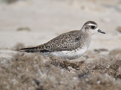 golden plover BRD0830.JPG