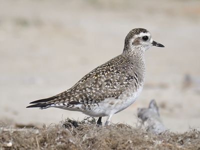 golden plover BRD0838.JPG