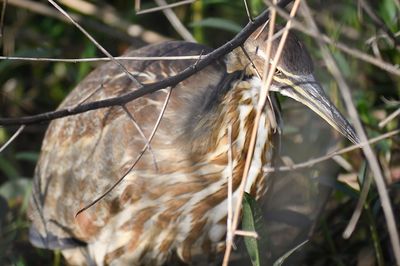 american bittern BRD0924.JPG