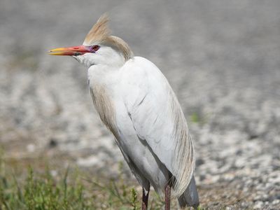 cattle egret BRD0973.JPG