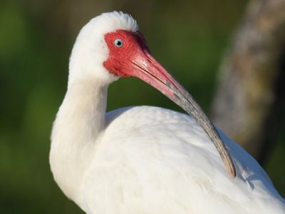 white ibis BRD0900.JPG