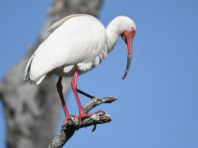 white ibis BRD0956.JPG