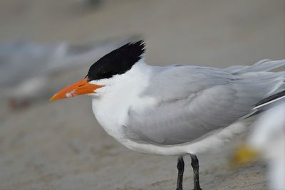 royal tern BRD1205.JPG