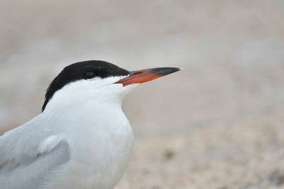 common tern BRD1305.JPG
