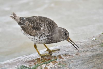 purple sandpiper BRD1382.JPG