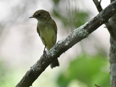 acdian flycatcher BRD1489.JPG