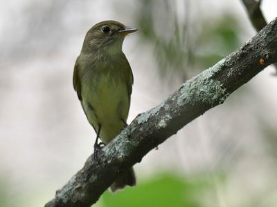 acdian flycatcher BRD1490.JPG