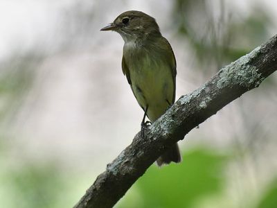 acdian flycatcher BRD1492.JPG