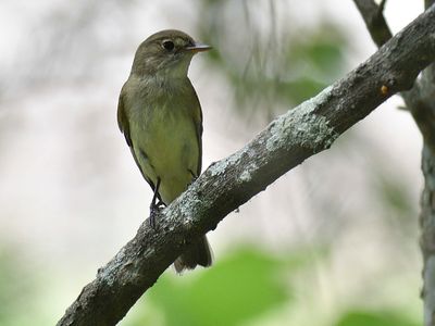 acdian flycatcher BRD1494.JPG