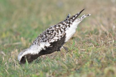 black-bellied plover BRD1414.JPG