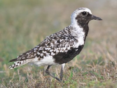 black-bellied plover BRD1420.JPG