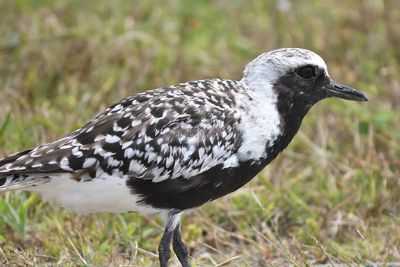 black-bellied plover BRD1465.JPG