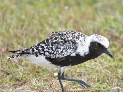 black-bellied plover BRD1468.JPG