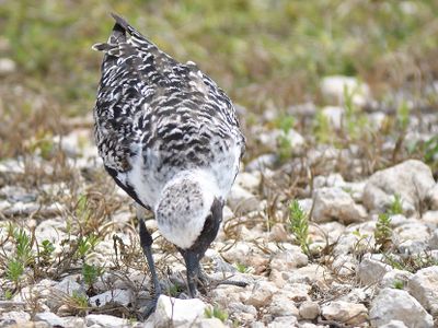 black-bellied plover BRD1474.JPG