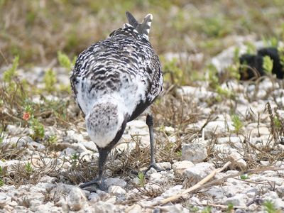 black-bellied plover BRD1477.JPG