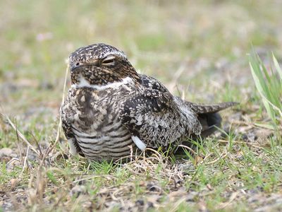 common nighthawk BRD1483.JPG