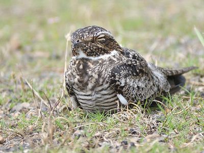 common nighthawk BRD1484.JPG
