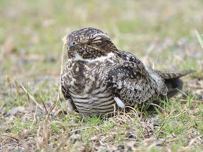 common nighthawk BRD1485.JPG