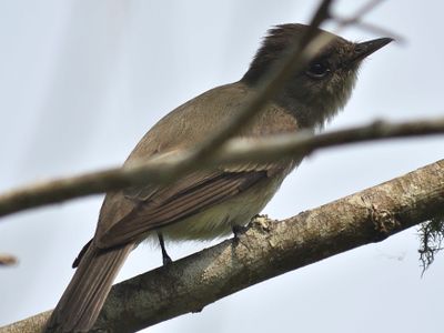 eastern wood pewee BRD1447.JPG