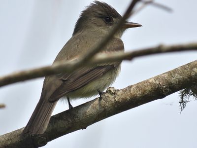 eastern wood pewee BRD1448.JPG