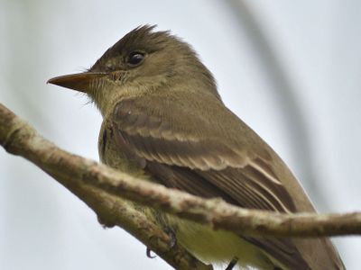 eastern wood pewee BRD1452.JPG