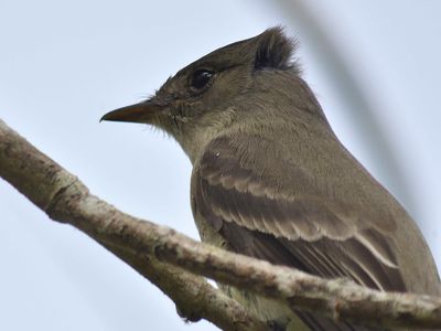 eastern wood pewee BRD1454.JPG