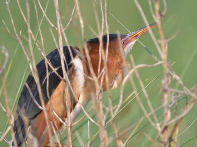 least bittern BRD1398.JPG