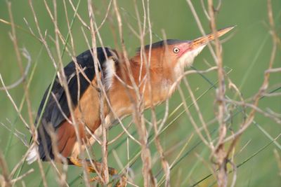 least bittern BRD1400.JPG
