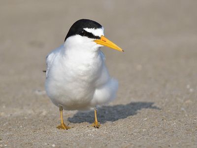 least tern BRD1424.JPG