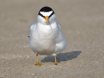 least tern BRD1426.JPG