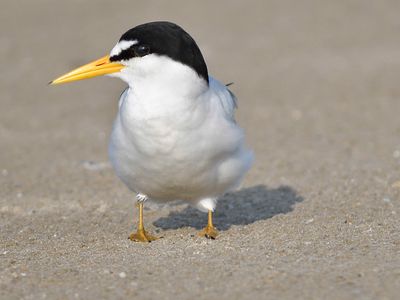 least tern BRD1427.JPG