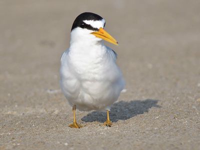 least tern BRD1429.JPG