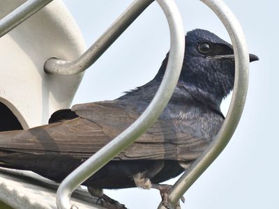 purple martin BRD1440.JPG