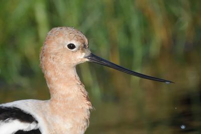 american avocet BRD1510.JPG