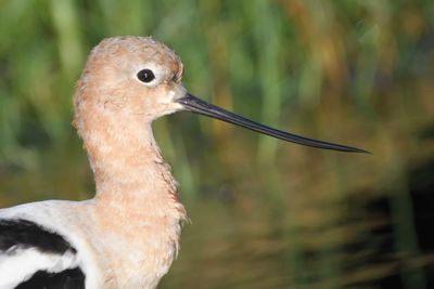 american avocet BRD1514.JPG