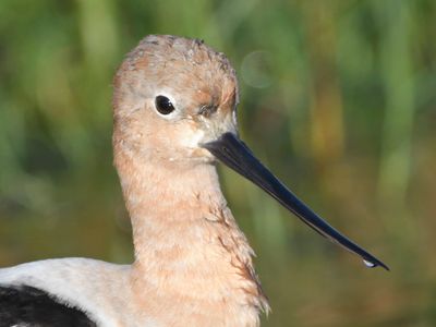 american avocet BRD1515.JPG