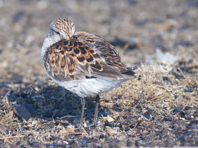 dunlin BRD1550.JPG