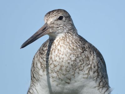 eastern willet BRD1569.JPG