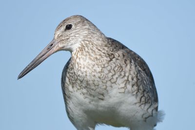 eastern willet BRD1570.JPG
