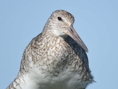 eastern willet BRD1571.JPG