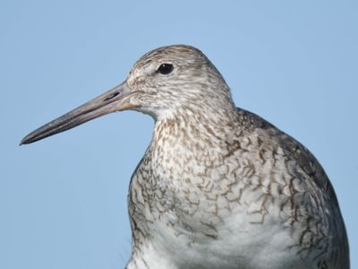 eastern willet BRD1576.JPG