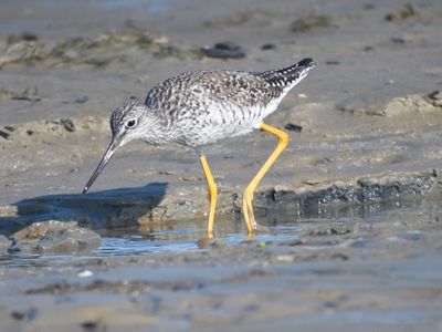 greater yellowlegs BRD1555.JPG